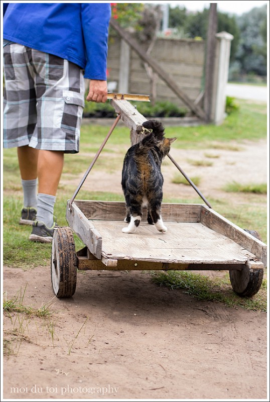 Cat riding on a trolley see more at http://wp.me/p2e0Yp-1KB |@moidutoi