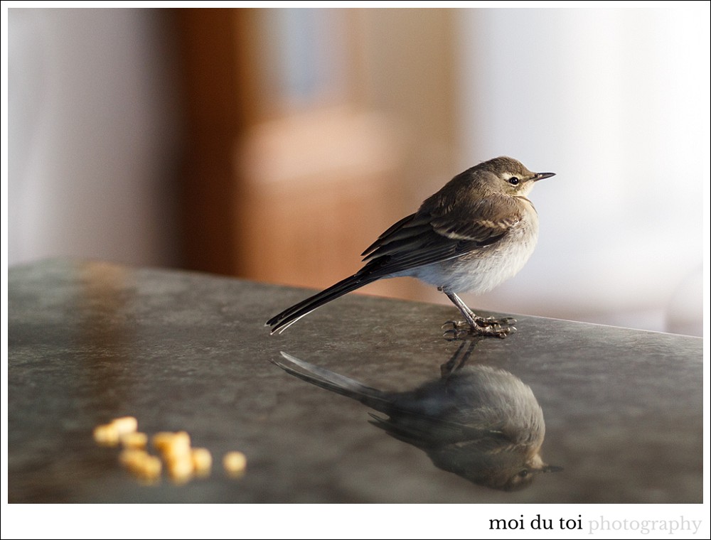 moi du toi photography, wildlife, willy wagtail