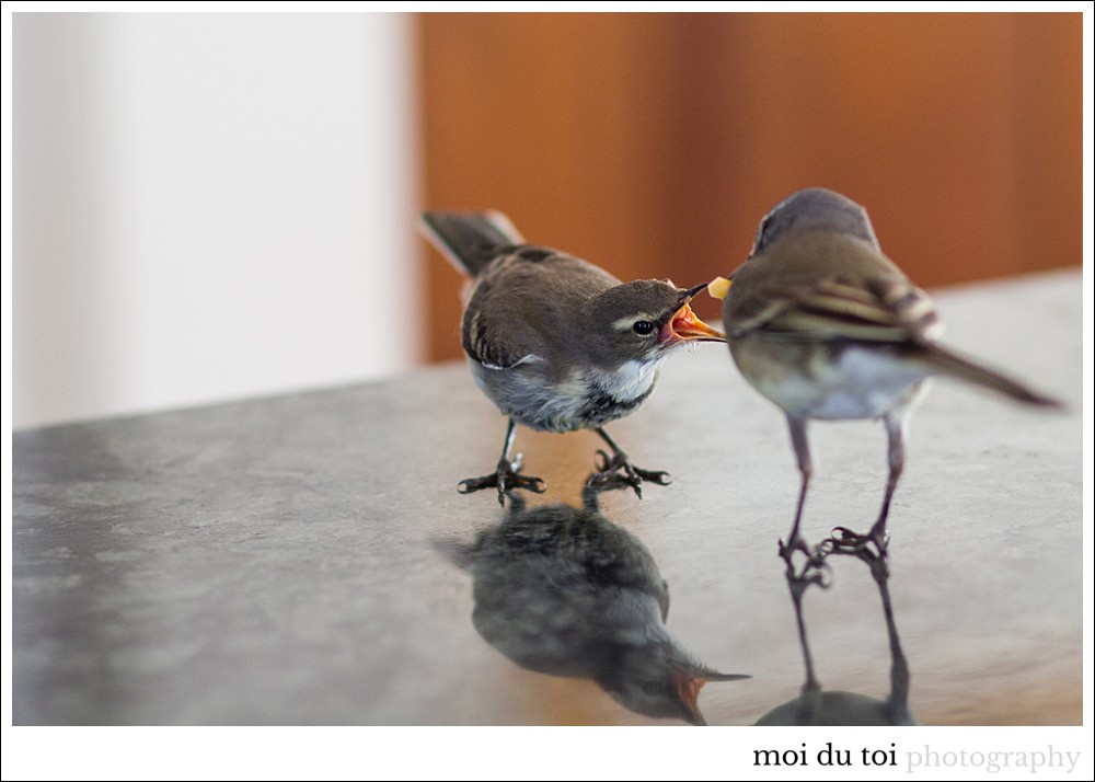 pet photographer, wagtail, moira du toi