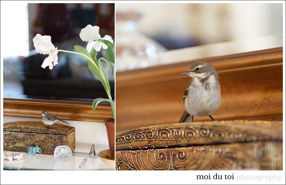 moi du toi photography, pet photographer sedgefield, Moira du Toit