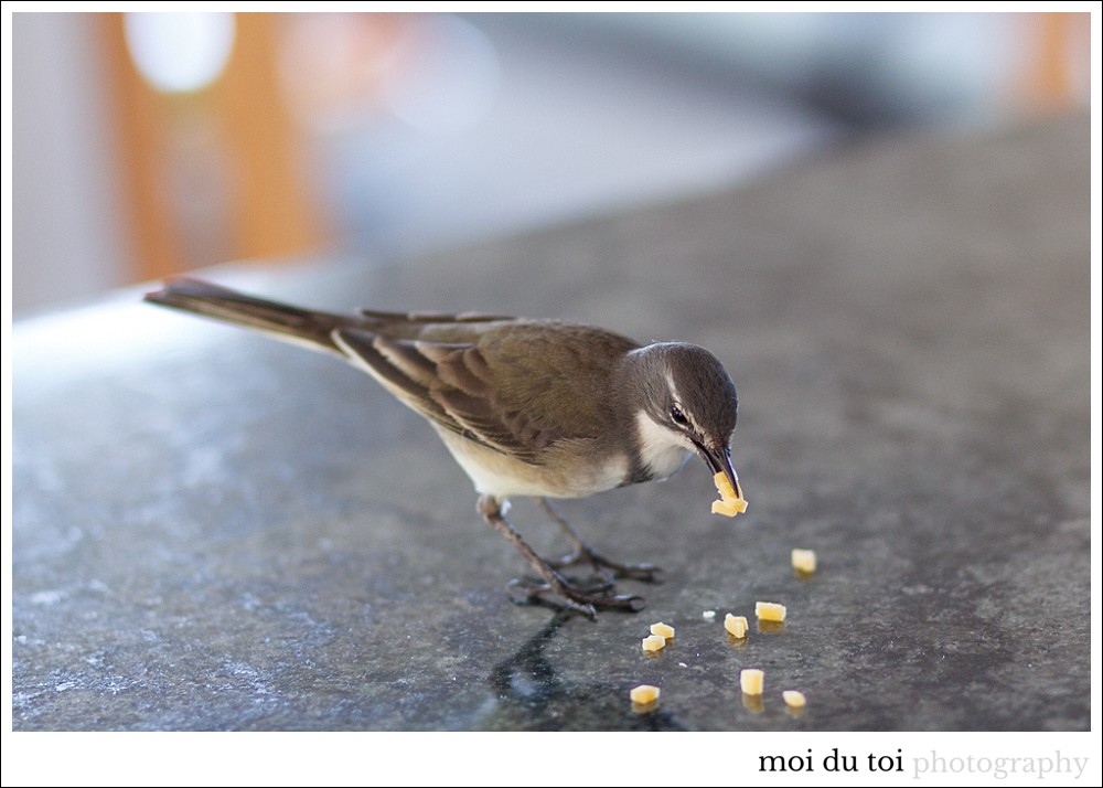 moi du toi photography, Moira du Toit, wildlife, sedgefield