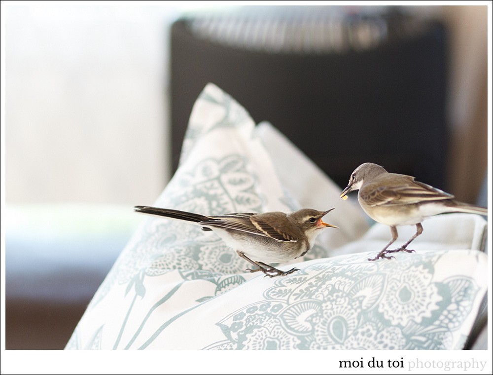 pet photographer sedgefield, birds, wildlife, moira du toit