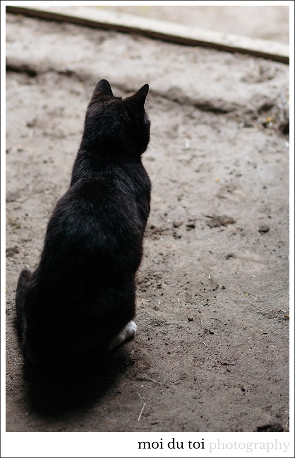 #Cat photography #Sedgefield Photographer #garden route photographer #pet photography