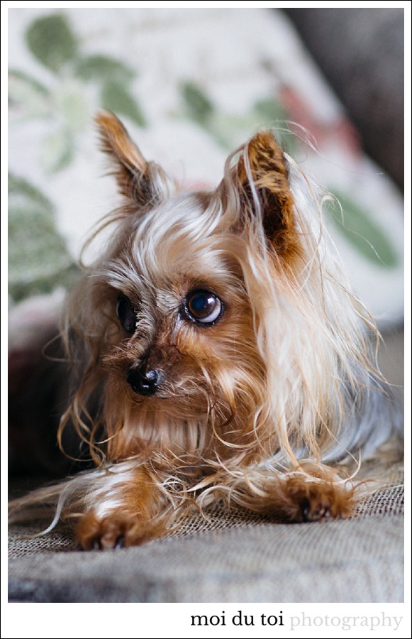 moidutoiphotography-pet-photography-7455b