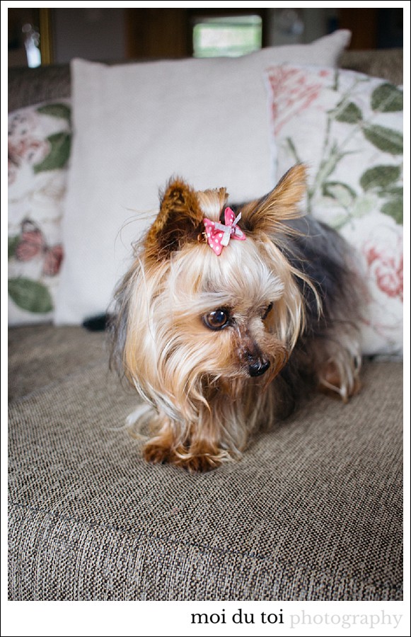 #yorkshireterrier #moidutoi #gardenroutephotographer