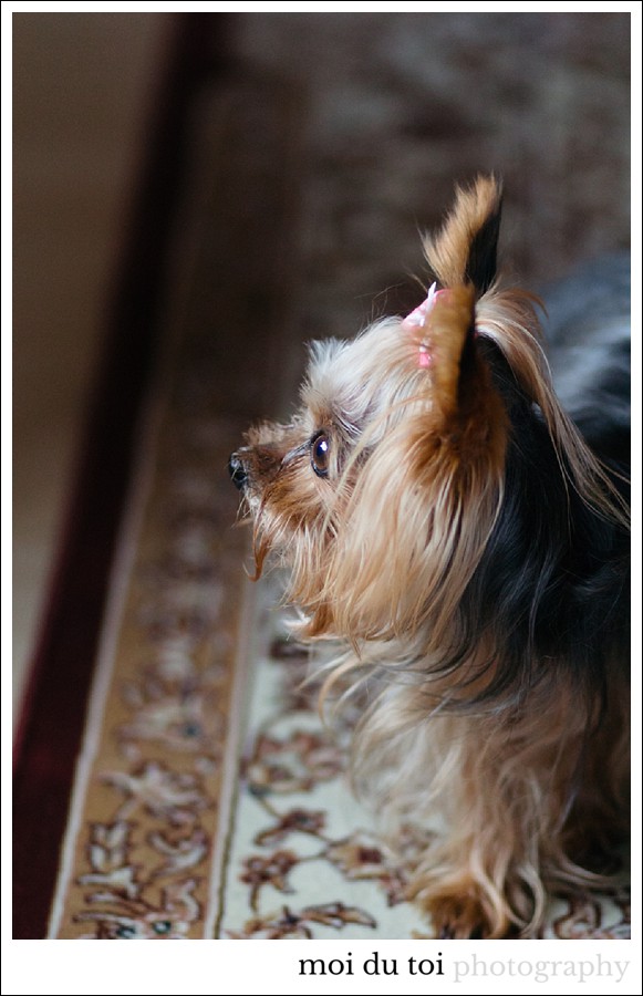 moidutoiphotography-pet-photography-7712