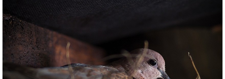 Laughing dove, moi du toi photography, knysna photographer, Sedgefield photographer, Wilderness photographer