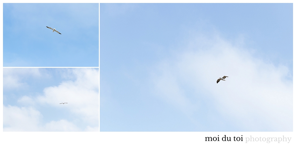 seagulls myoli beach