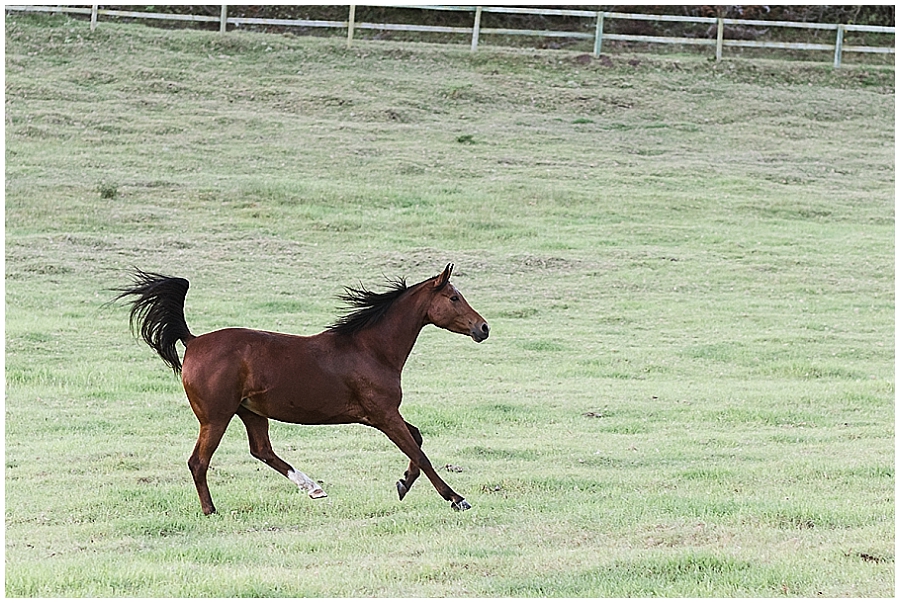 Arabian and Pintabian Horses of Oxbow Farm moi du toi photography