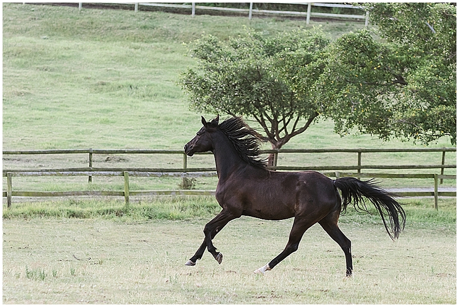 Arabian and Pintabian Horses of Oxbow Farm moi du toi photography