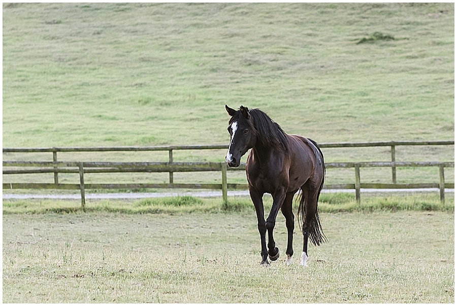 Arabian and Pintabian Horses of Oxbow Farm moi du toi photography