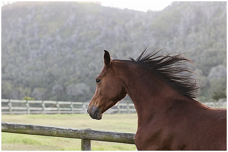 Arabian and Pintabian Horses of Oxbow Farm moi du toi photography