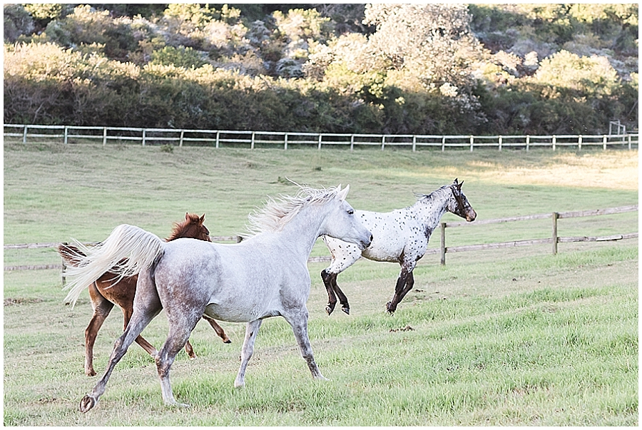 Arabian and Pintabian Horses of Oxbow Farm moi du toi photography