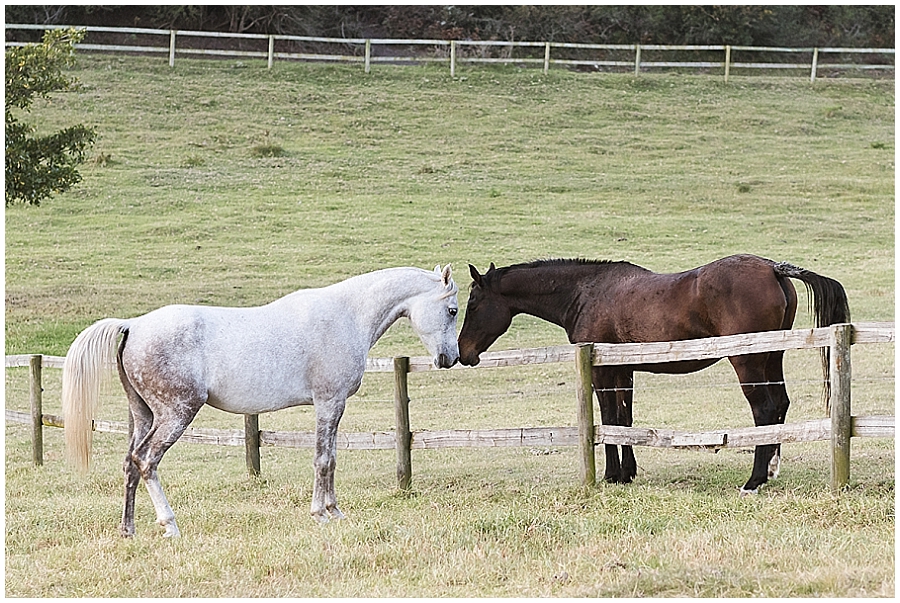 Arabian and Pintabian Horses of Oxbow Farm moi du toi photography