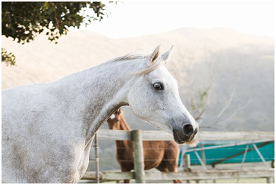 Arabian and Pintabian Horses of Oxbow Farm moi du toi photography