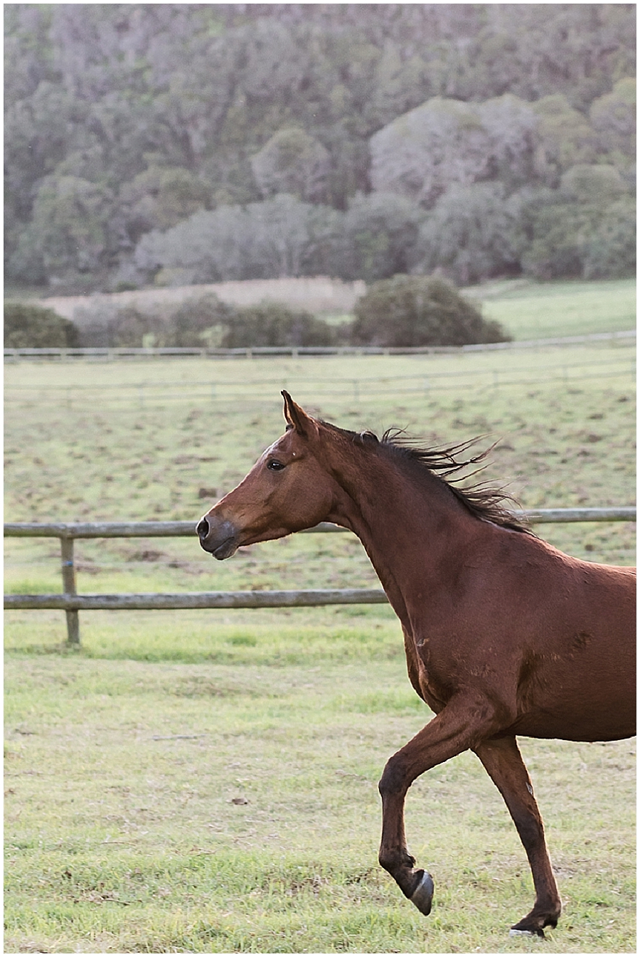Arabian and Pintabian Horses of Oxbow Farm moi du toi photography