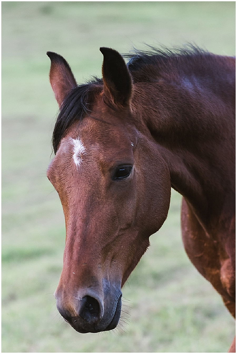 Arabian and Pintabian Horses of Oxbow Farm moi du toi photography