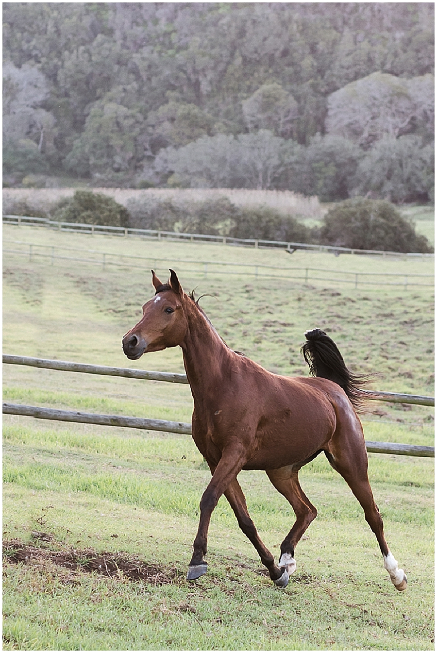 Arabian and Pintabian Horses of Oxbow Farm moi du toi photography