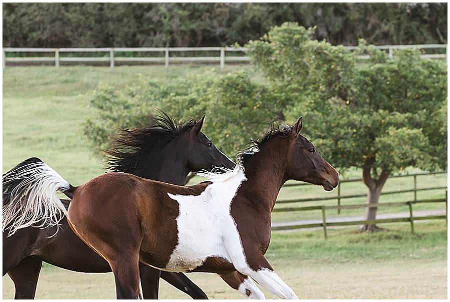 Arabian and Pintabian Horses of Oxbow Farm moi du toi photography