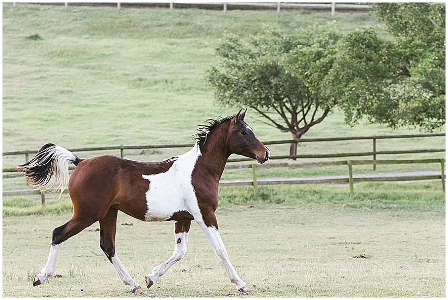 Arabian and Pintabian Horses of Oxbow Farm moi du toi photography