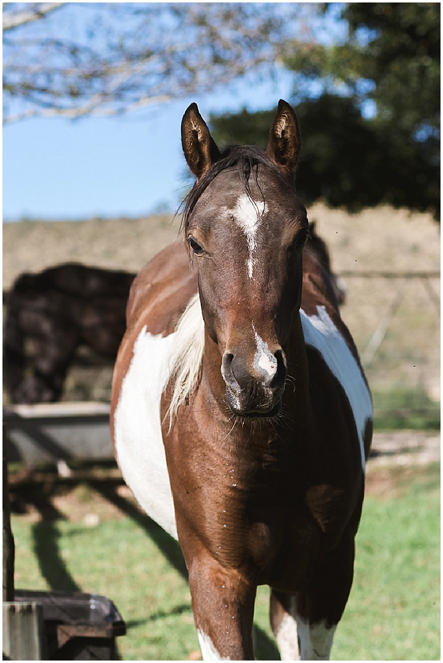Arabian and Pintabian Horses of Oxbow Farm moi du toi photography