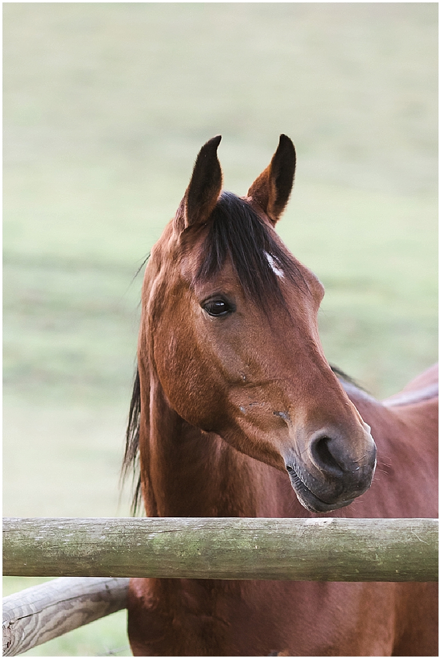 Arabian and Pintabian Horses of Oxbow Farm moi du toi photography