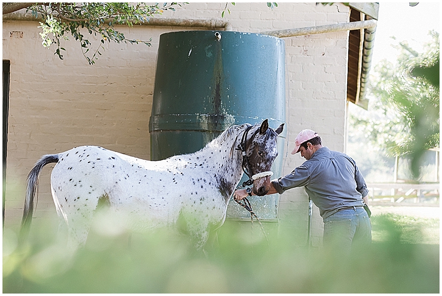 Arabian and Pintabian Horses of Oxbow Farm moi du toi photography