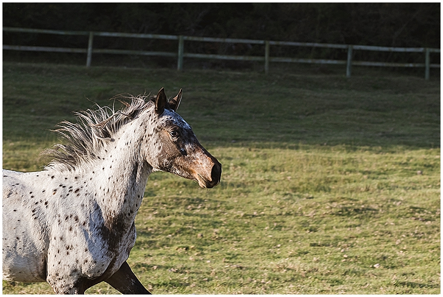 Arabian and Pintabian Horses of Oxbow Farm moi du toi photography