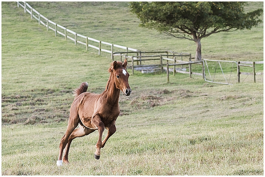 Arabian and Pintabian Horses of Oxbow Farm moi du toi photography