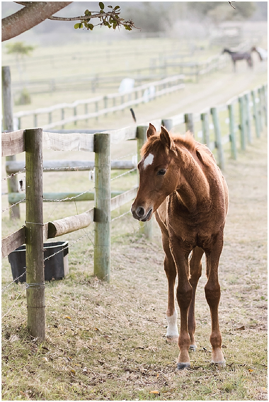 Arabian and Pintabian Horses of Oxbow Farm moi du toi photography
