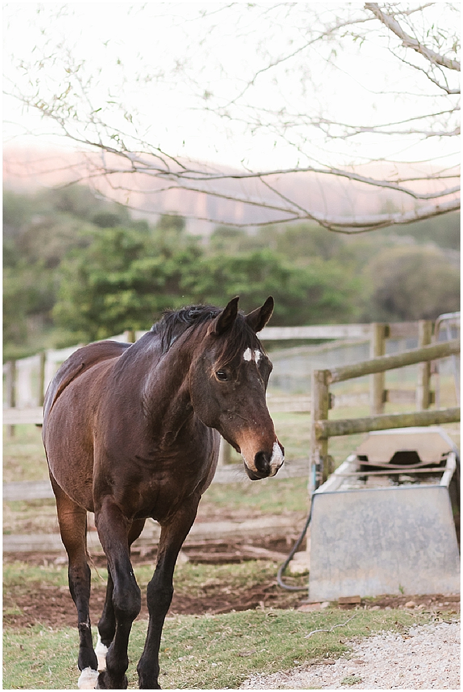Arabian and Pintabian Horses of Oxbow Farm moi du toi photography