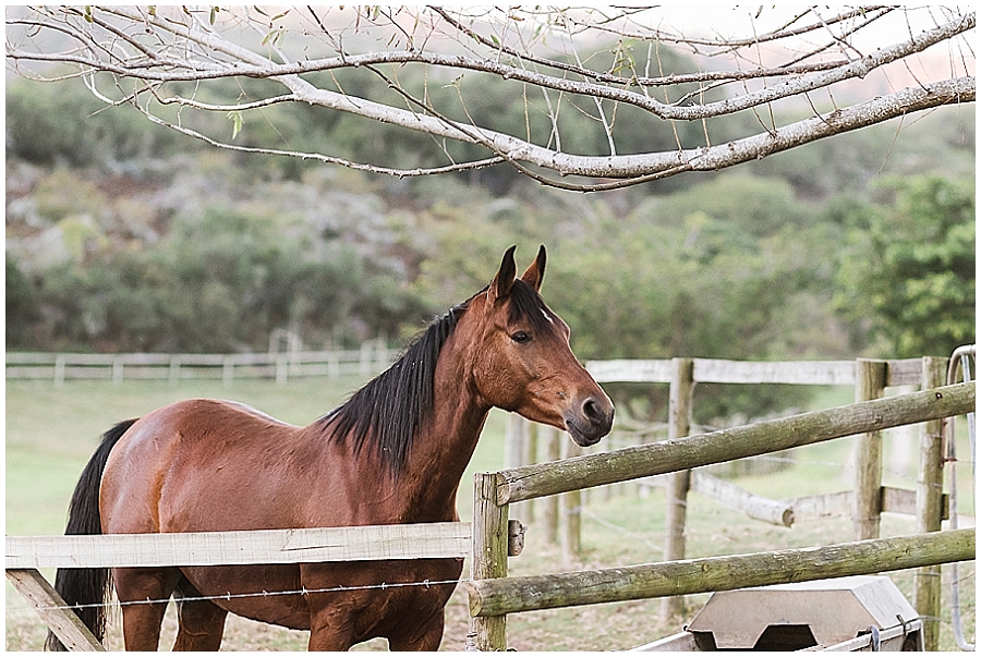 Arabian and Pintabian Horses of Oxbow Farm moi du toi photography