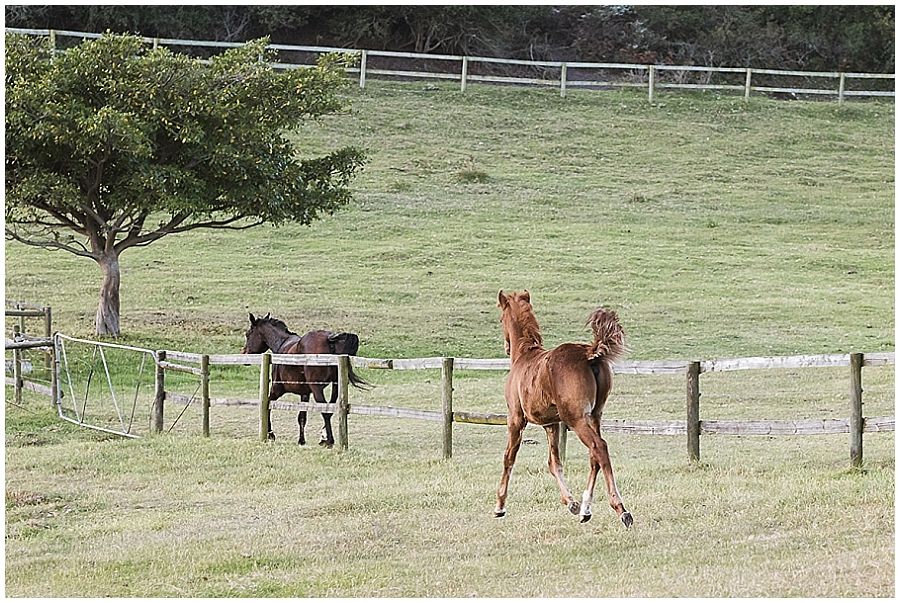 Arabian and Pintabian Horses of Oxbow Farm moi du toi photography
