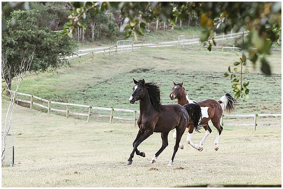 Arabian and Pintabian Horses of Oxbow Farm moi du toi photography