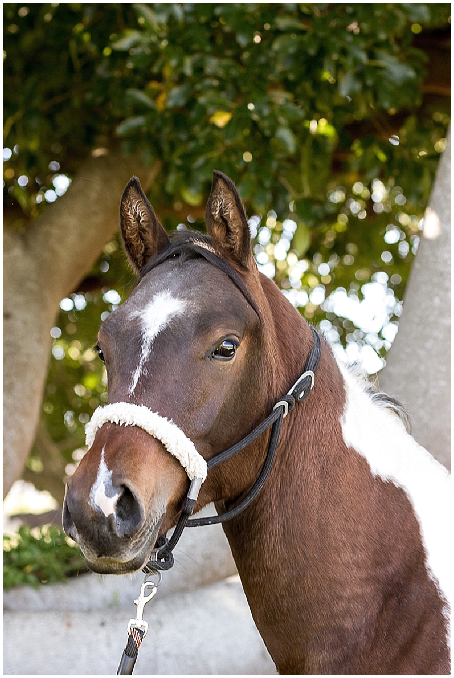 Arabian and Pintabian Horses of Oxbow Farm moi du toi photography