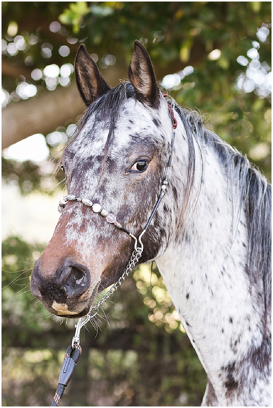 Arabian and Pintabian Horses of Oxbow Farm moi du toi photography