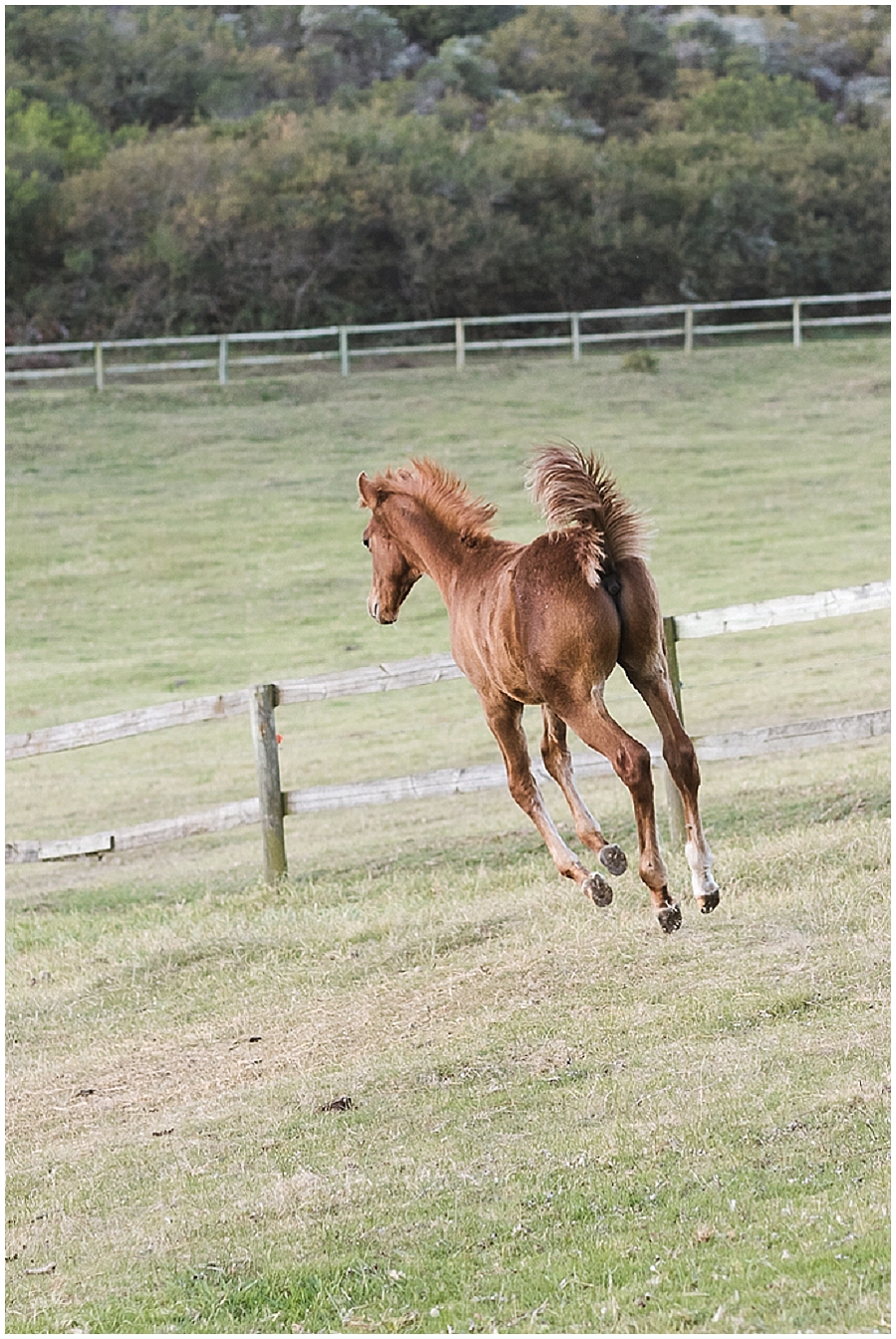 Arabian and Pintabian Horses of Oxbow Farm moi du toi photography