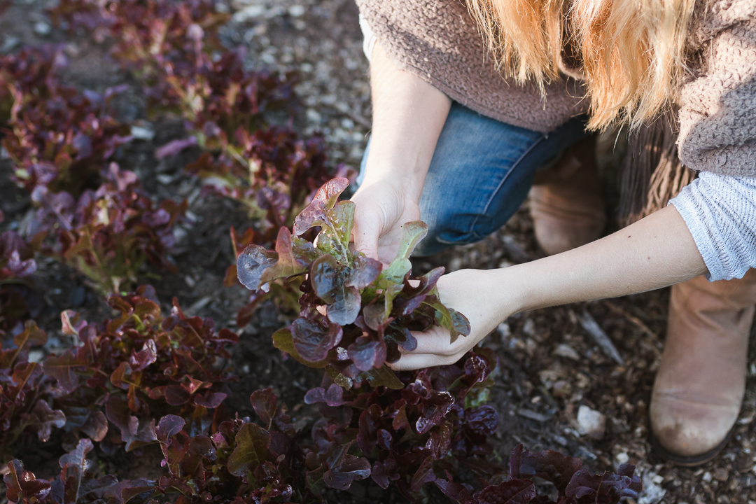 knysna and garden route photographer moi du toi photographs the sedgefield market garden group harvesting organic vegetables