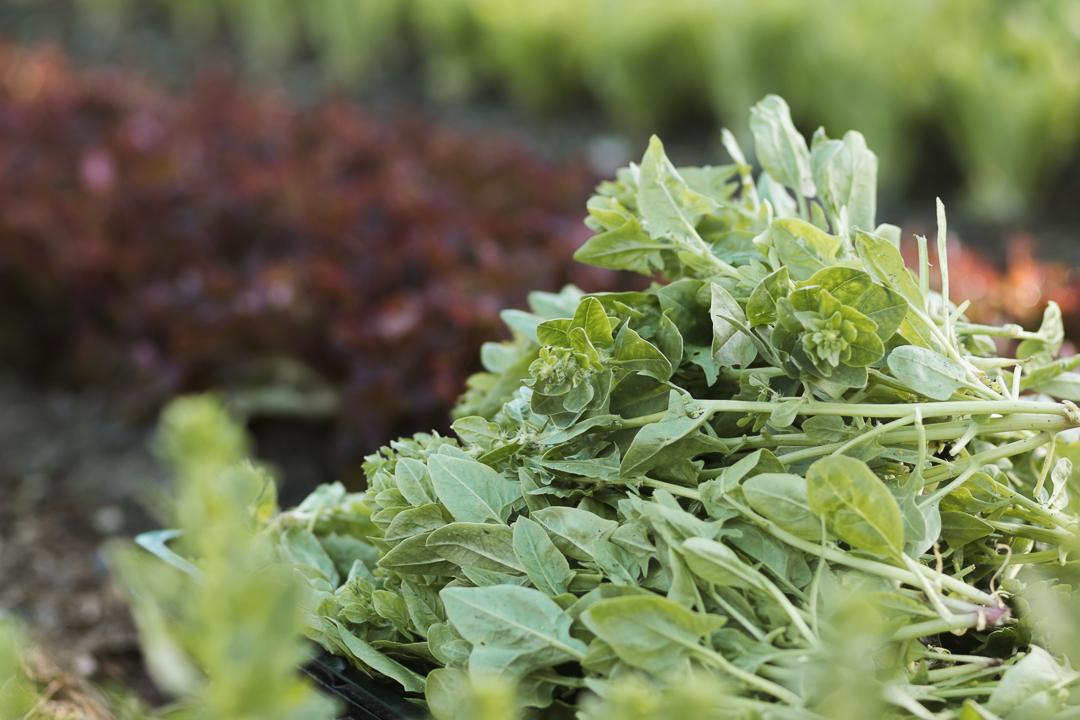 knysna and garden route photographer moi du toi photographs the sedgefield market garden group harvesting organic vegetables