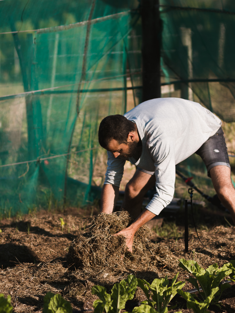 knysna and garden route photographer moi du toi photographs the sedgefield market garden group harvesting organic vegetables