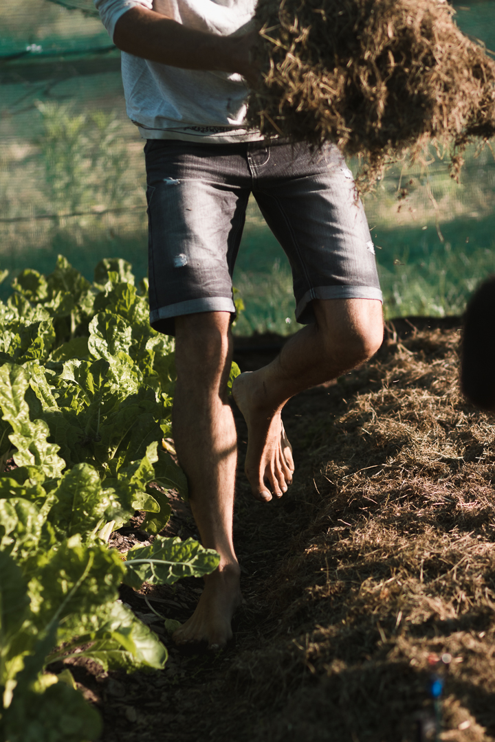 knysna and garden route photographer moi du toi photographs the sedgefield market garden group harvesting organic vegetables
