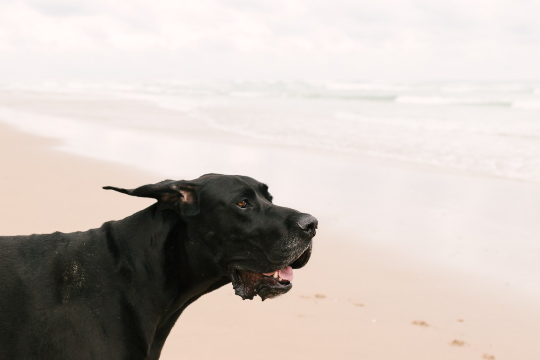Pet photo shoot Myoli beach Sedgefield with garden route photographer moi du toi photography