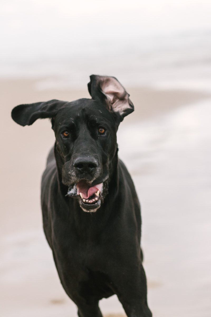 Pet photo shoot Myoli beach Sedgefield with garden route photographer moi du toi photography