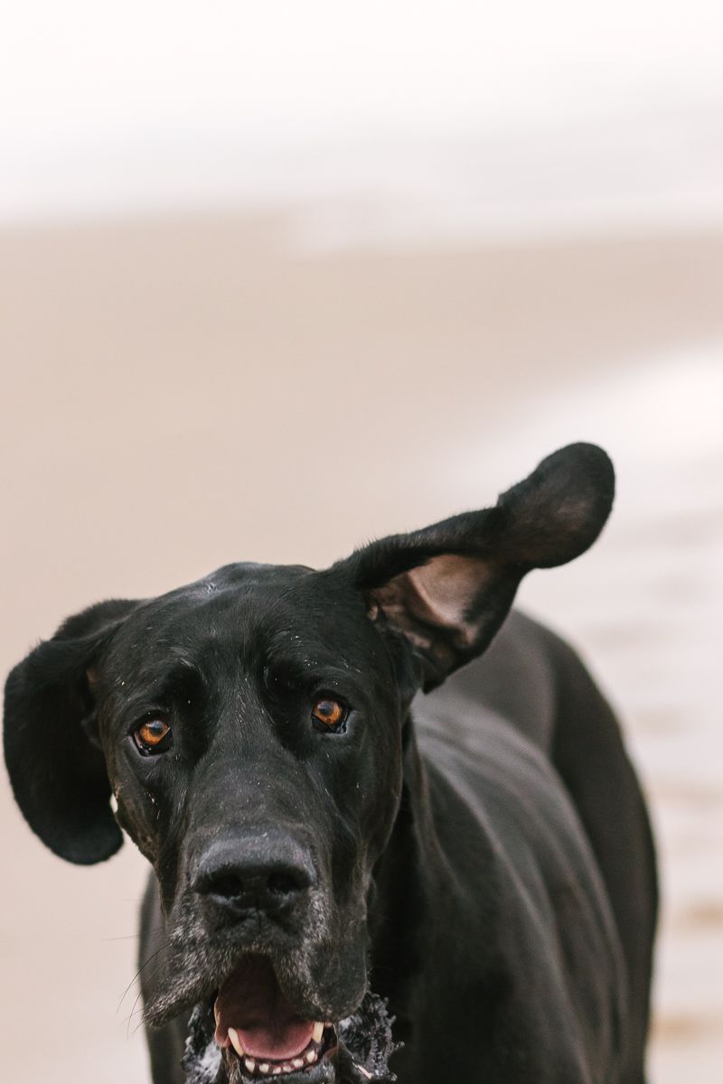 Pet photo shoot Myoli beach Sedgefield with garden route photographer moi du toi photography