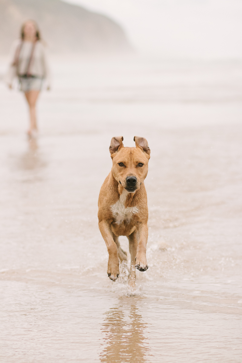 Pet photo shoot Myoli beach Sedgefield with garden route photographer moi du toi photography