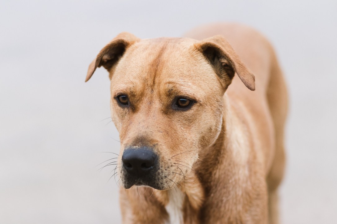 Pet photo shoot Myoli beach Sedgefield with garden route photographer moi du toi photography