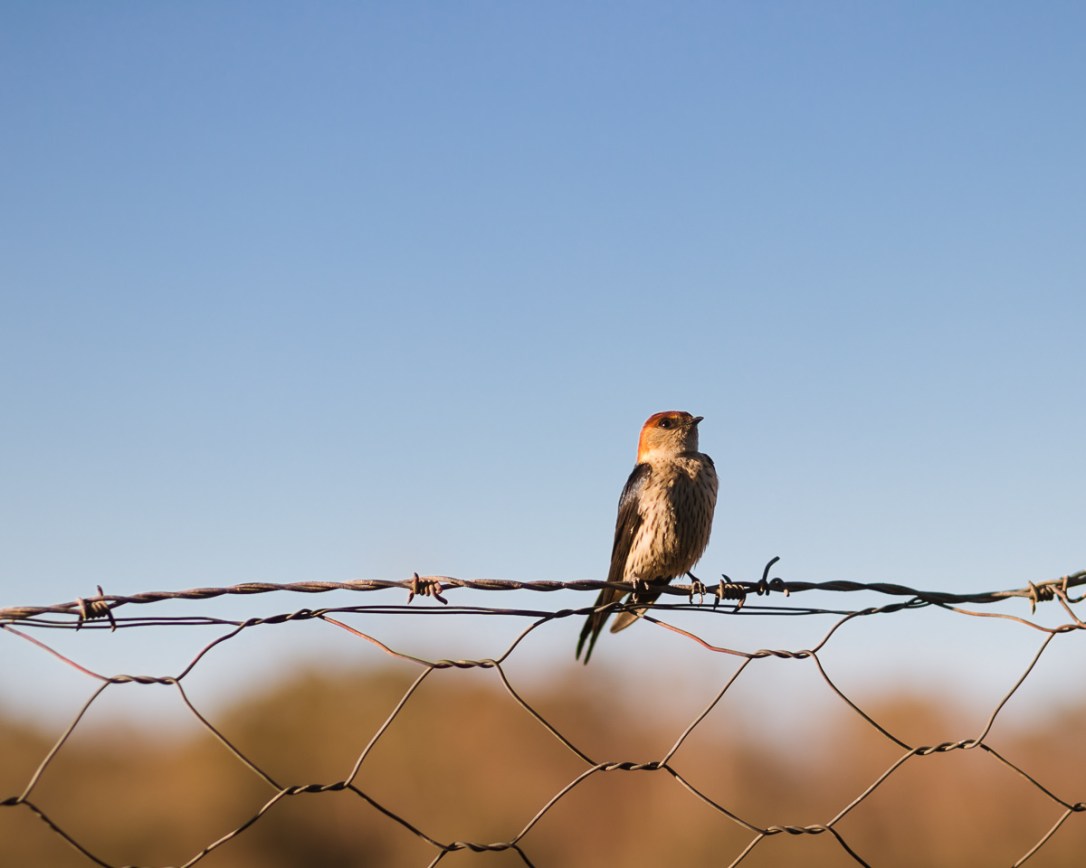 Karoo, moi du toi photography, sedgefield photographer