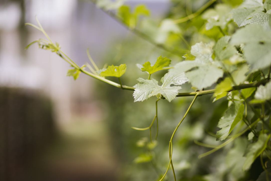 Karoo, moi du toi photography, sedgefield photographer