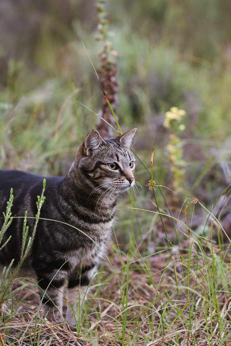 Cat outdoors real estate bnb photo shoot at Equleni sedgefield garden route photographer moi du to