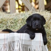 light and airy branding photo shoot photographed at Sedgefield by moi du toi photography